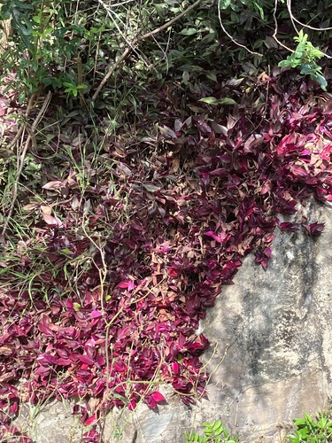 Tradescantia zebrina image