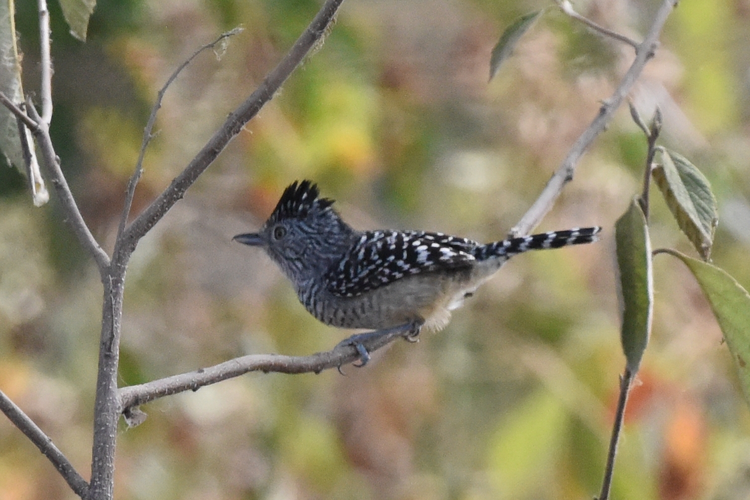 Thamnophilus zarumae image