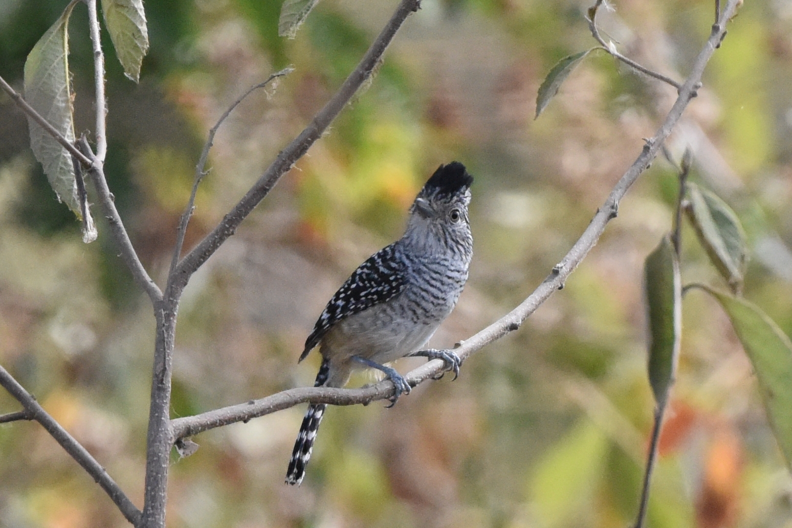 Thamnophilus zarumae image