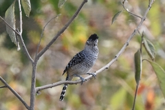 Thamnophilus zarumae