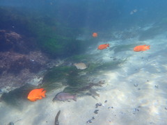 Hyperprosopon argenteum