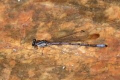 Argia hinei