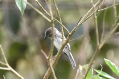 Myiophobus crypterythrus