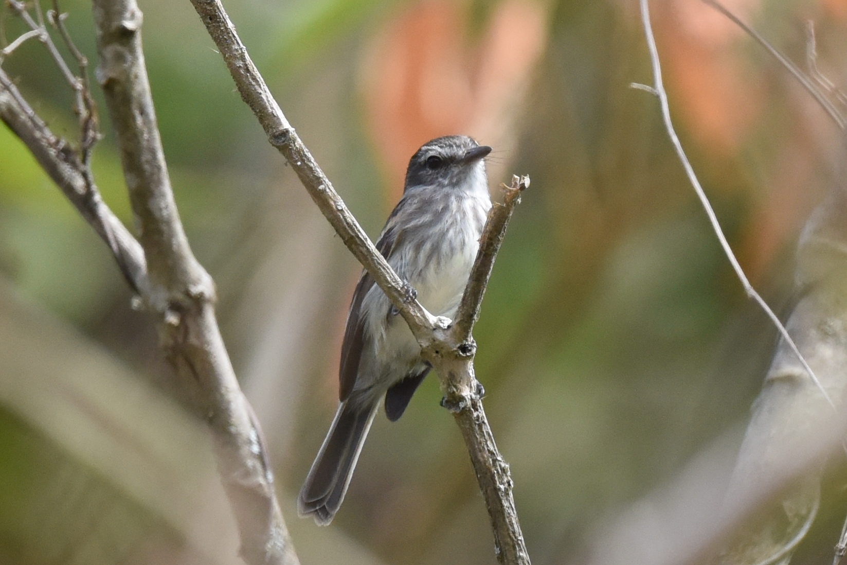 Myiophobus fasciatus image