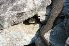 Nerodia sipedon insularum