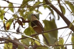 Melanopareia elegans