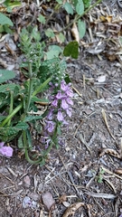 Stachys grandidentata