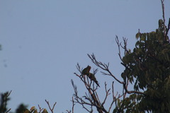 Eupsittula nana