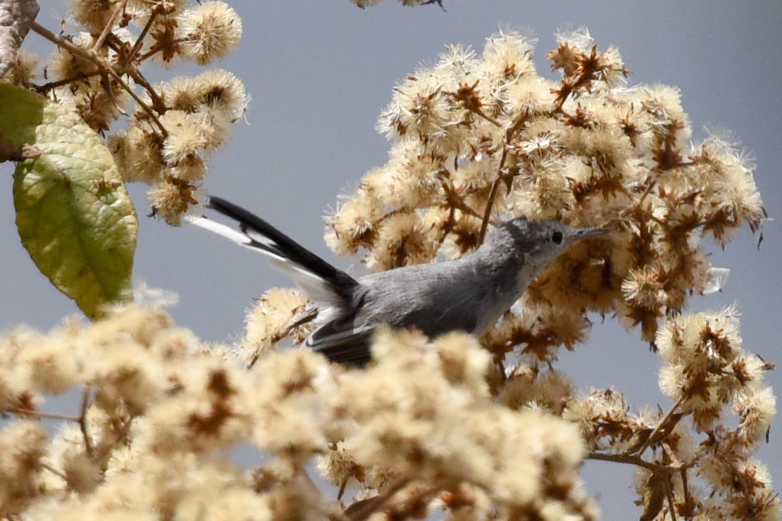 Polioptila plumbea image