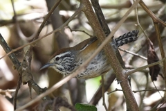 Pheugopedius sclateri