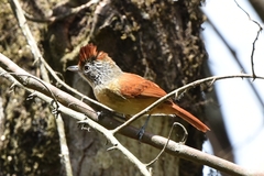 Thamnophilus zarumae