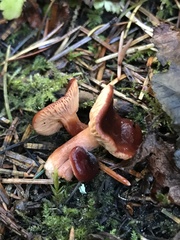 Lactarius subviscidus