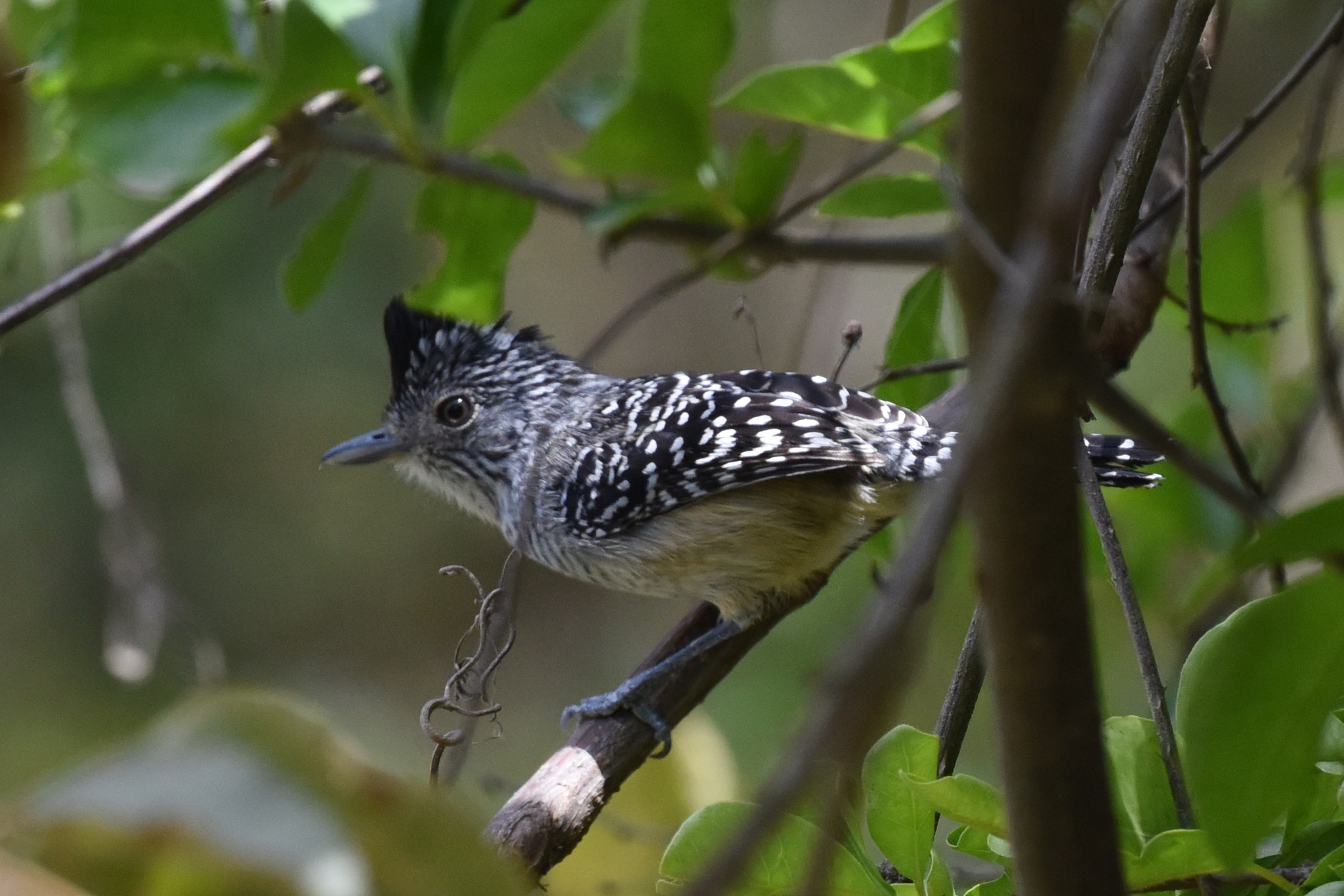 Thamnophilus zarumae image