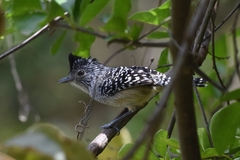 Thamnophilus zarumae
