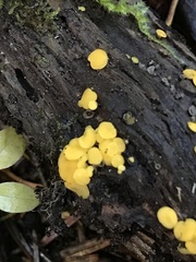 Calycina citrina