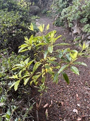 Pittosporaceae