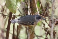 Dysithamnus mentalis