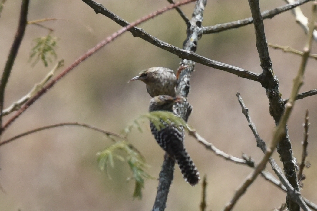 Campylorhynchus image