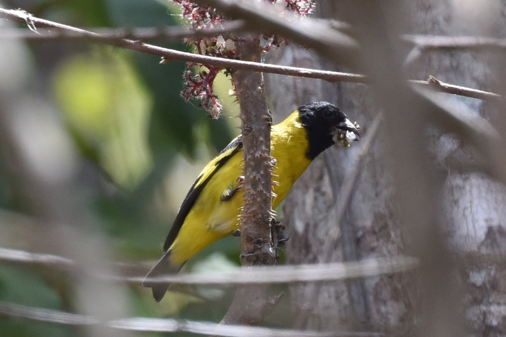 Saffron Siskin photo