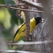 Saffron Siskin - Photo (c) Nick Moore, some rights reserved (CC BY-NC), uploaded by Nick Moore