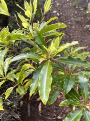 Pittosporaceae