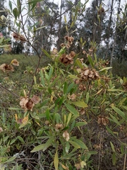 Dodonaea viscosa