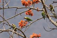 Brotogeris pyrrhoptera