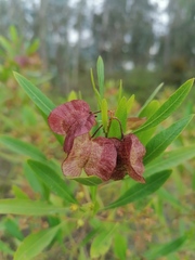 Dodonaea viscosa