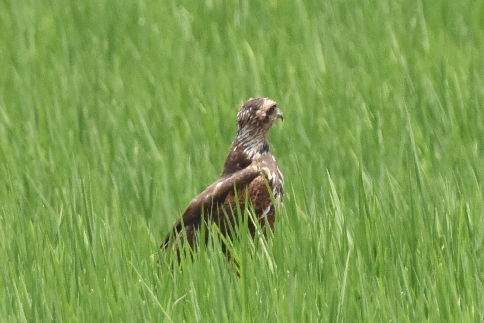 Buteogallus meridionalis image