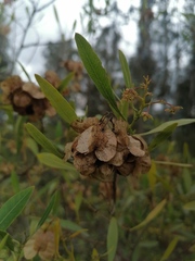 Dodonaea viscosa