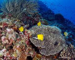 Forcipiger flavissimus