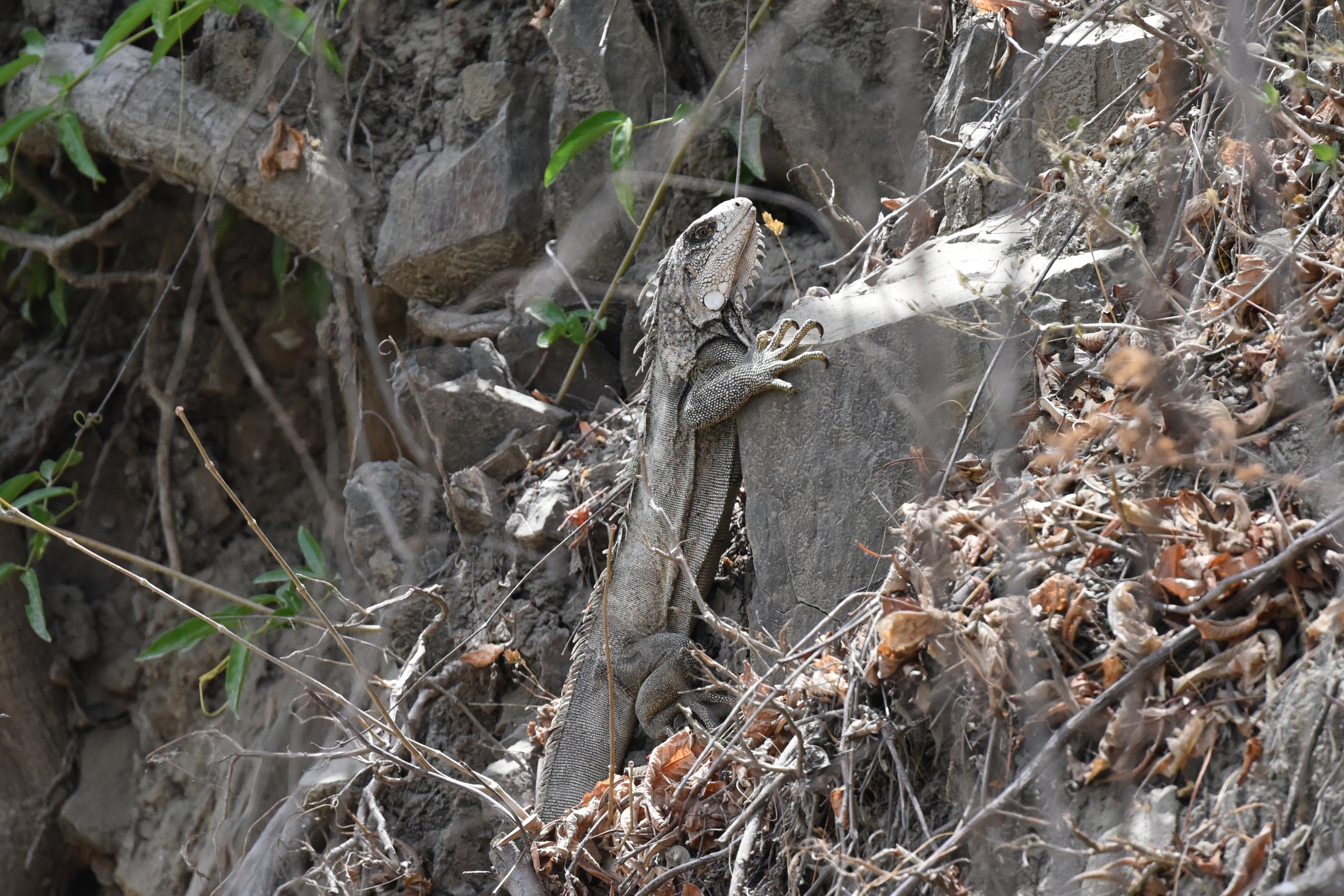 Iguanidae image