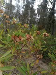 Dodonaea viscosa
