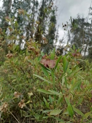 Dodonaea viscosa