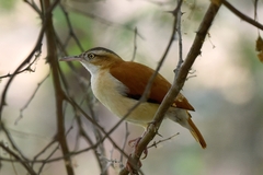 Furnarius leucopus cinnamomeus
