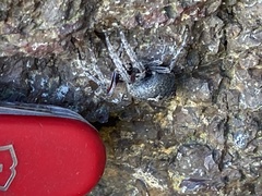 Socca pustulosa