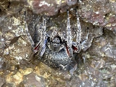 Socca pustulosa