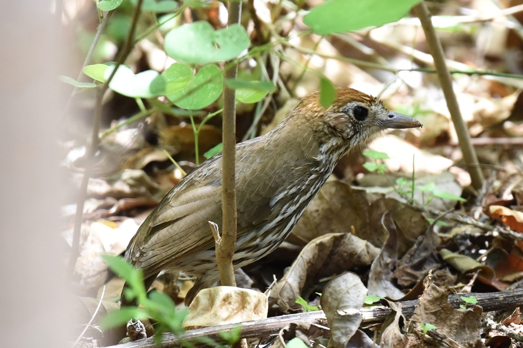 Watkins's Antpitta photo