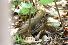 Watkins's Antpitta photo 1