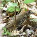Watkins's Antpitta - Photo (c) Nick Moore, some rights reserved (CC BY-NC), uploaded by Nick Moore