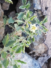 Chamaesaracha sordida