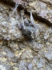 Socca pustulosa