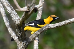 Icterus graceannae