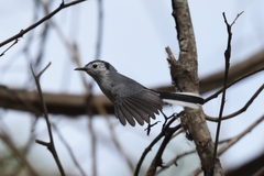 Polioptila bilineata
