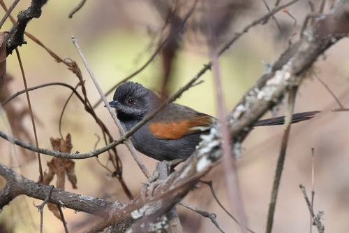 Blackish-headed Spinetail