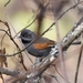 Blackish-headed Spinetail - Photo (c) Nick Moore, some rights reserved (CC BY-NC), uploaded by Nick Moore