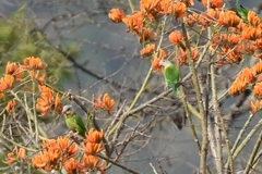 Brotogeris pyrrhoptera