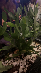 Schlumbergera truncata