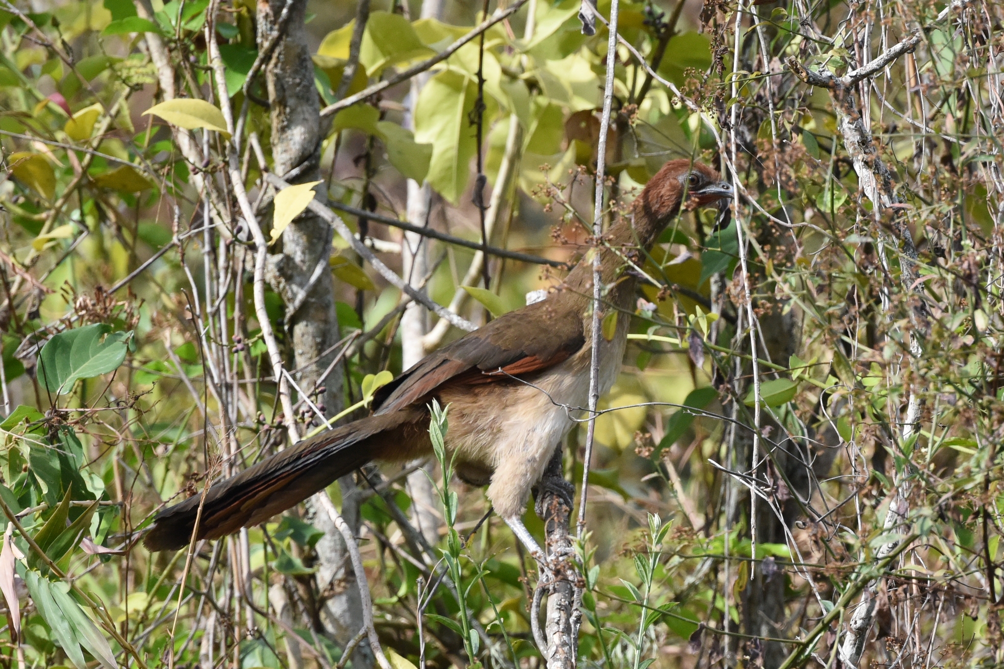 Cracidae image