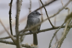 Myiopagis subplacens